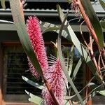 Hakea drupacea 花