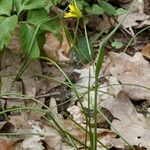 Gagea spathacea 整株植物