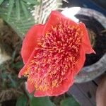 Haemanthus coccineus Flor