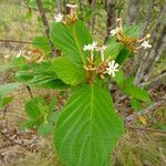 Guettarda scabra Feuille