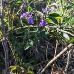 Solanum umbelliferum Květ