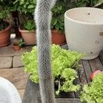 Cleistocactus strausii Habitus