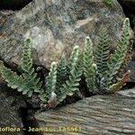 Cosentinia vellea Libunga
