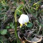 Leucojum vernumFleur