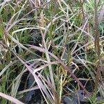 Pennisetum setaceum Leaf