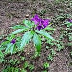 Cardamine glanduligera Flors