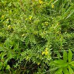 Hypericum hypericoides Характер