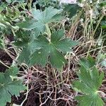 Geranium wlassovianum Yaprak