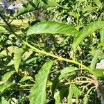 Solanum bonariense Leaf