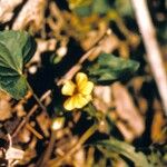 Viola rotundifolia 整株植物