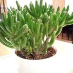 Crassula ovataList