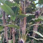 Strelitzia nicolai Φύλλο