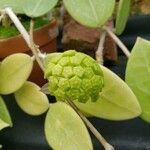 Hoya acuminata Flor