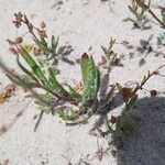 Tuberaria guttata Leaf