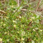 Galium porrigens Hábito