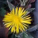 Faucaria tigrina പുഷ്പം