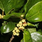 Ficus colubrinae Plod
