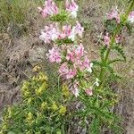 Morina persica Flower