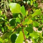 Betula humilis Folha