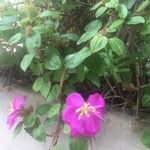 Heterotis rotundifolia Kwiat