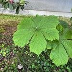 Rodgersia podophyllaBlad