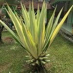 Agave sisalana Лист