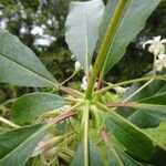 Pittosporum heckelii Blüte