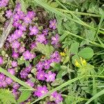 Spergularia purpurea Blüte