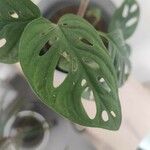 Monstera adansonii Лист