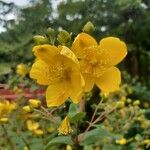 Hypericum patulum Fleur