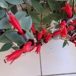 Aeschynanthus radicans JackBlomst