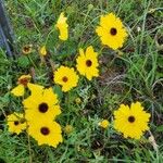 Coreopsis leavenworthii Flower