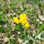 Baptisia sphaerocarpa Virág