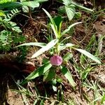 Pigea enneasperma Λουλούδι
