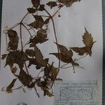 Clematis connata Otro
