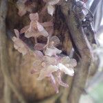 Rhipidoglossum rutilum Flower