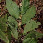 Leptaulus daphnoides 叶