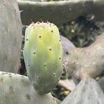 Opuntia maxima Frucht