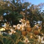 Cossinia pinnata Λουλούδι