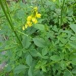 Melilotus officinalis花