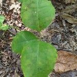 Asclepias variegata Лист