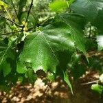 Betula pubescens Feuille