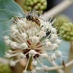 Fatsia japonica Other