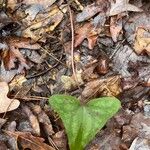 Hexastylis arifolia Hostoa