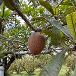 Pouteria sapota Fruit