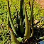 Aloe wickensii Hoja