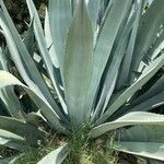 Agave shaferi Blad