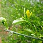 Chrysojasminum fruticans 其他