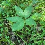 Arisaema dracontium পাতা