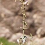 Penstemon palmeri Flor